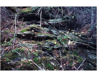 Hängende Wurzeln Naturfotografie Druck: New England Woodland Wall Art