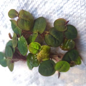 May include: Close-up of aquatic plant with small, round, green leaves and reddish stems. The leaves have a slightly glossy appearance, with some showing a hint of yellow and brown. The plant is likely a type of aquatic vegetation, possibly for an aquarium.