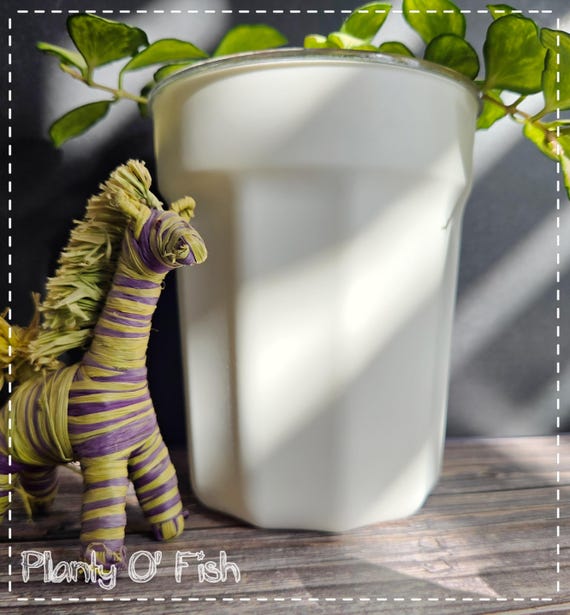 Minimalist self-watering pot | Matte finish | clear insert with diffuser style wick in 4", 5", 6"