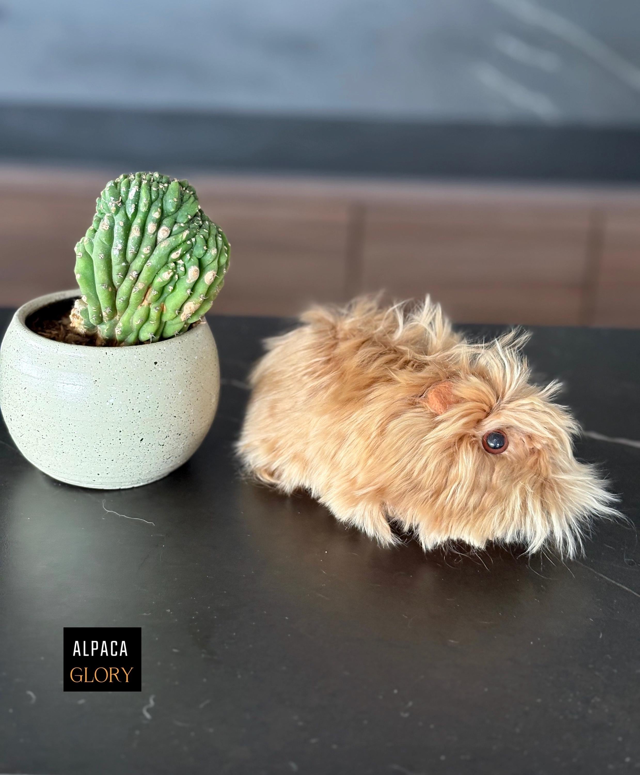 Alpaca Guinea Pig New Zealand