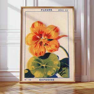 Vintage Capucine Flower Print - French Botanical Wall Art - Retro Floral Illustration - Poster Print - Botanical Home Decor