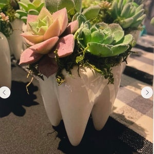 Ceramic Tooth Planter: Dentist Gift, Dental Office Decor
