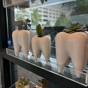 Dental Vase, Tooth Vase, Dental Planter, Tooth Planter, Dentist Gift, Dental Plant, Tooth Plant, Dental Succulent, Dental Appreciation