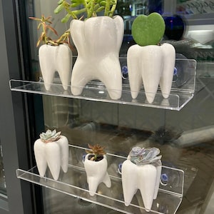Tooth Vase, Dental Desk Decor Dental Vase, Tooth Planter, Molar Tooth, Succulent Planter, Dental Office Gift RDH Gift RDA Gift Dental