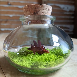 Miniature Stegosaurus Terrarium by SBMathieu