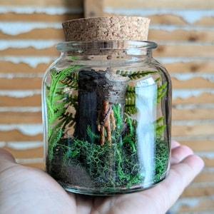 May include: A clear glass jar with a cork lid containing a miniature diorama. Inside, a small brown Chewbacca figurine stands on a bed of green moss in front of a dark tree stump, surrounded by green fern-like foliage within the glass container.
