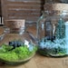 see more listings in the TINY TERRARIUMS section