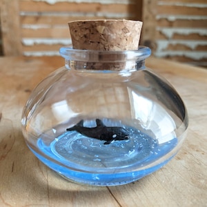 Miniature Orca Whale Terrarium By SBMathieu