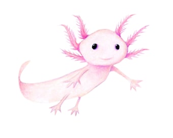 Axolotl 8 x 10 inch Print by SBMathieu