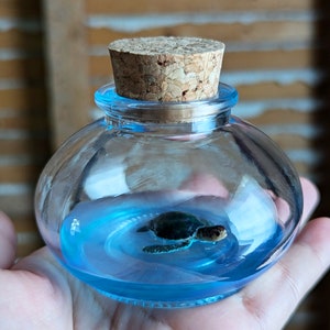Miniature Hand Painted Turtle Terrarium by SBMathieu