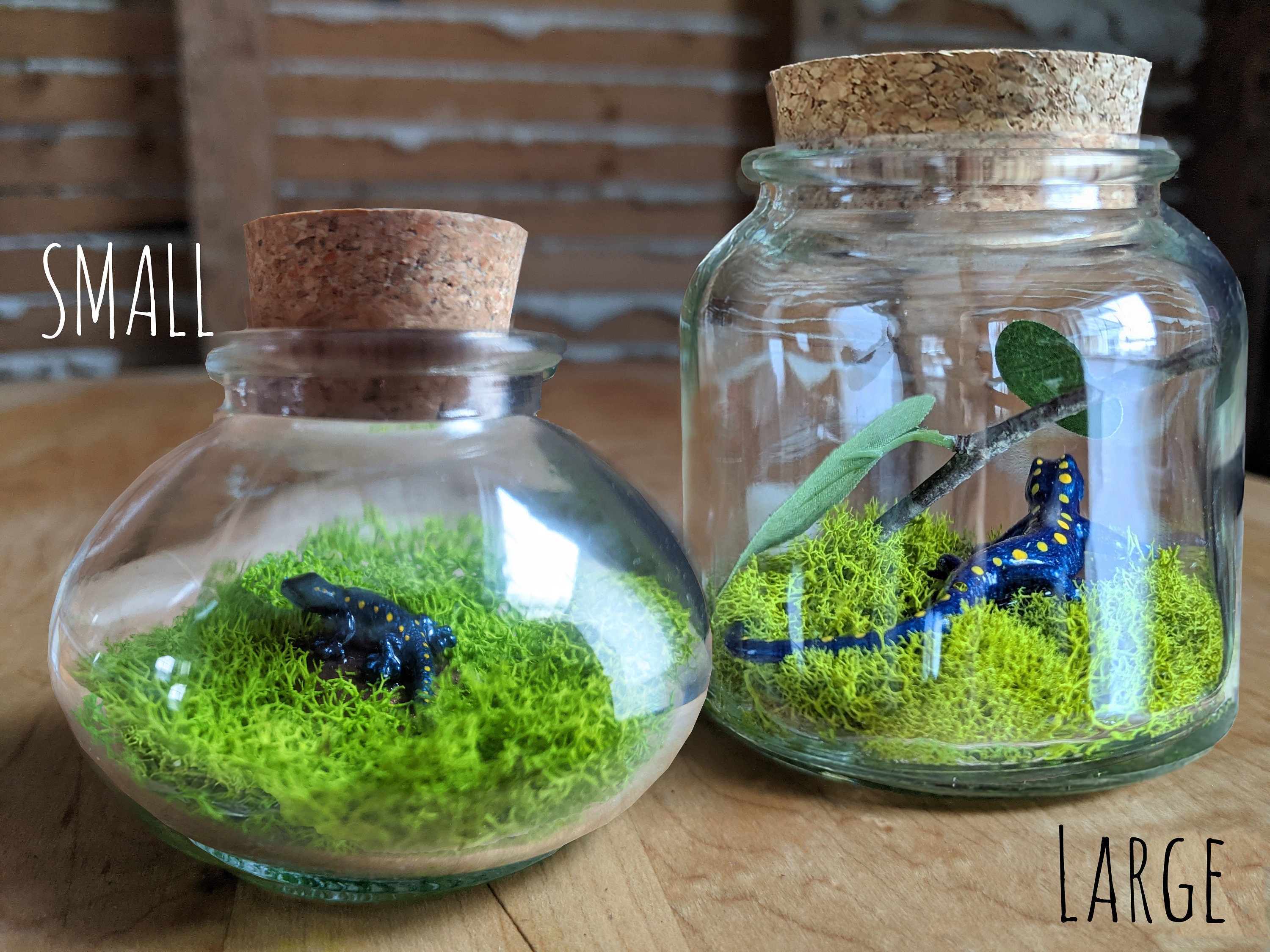 Miniature Spotted Salamander Terrarium by Sbmathieu - Etsy