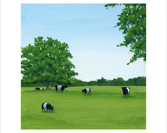 Five Belted Galloways in a Field 6 x 6 Print by SBMathieu