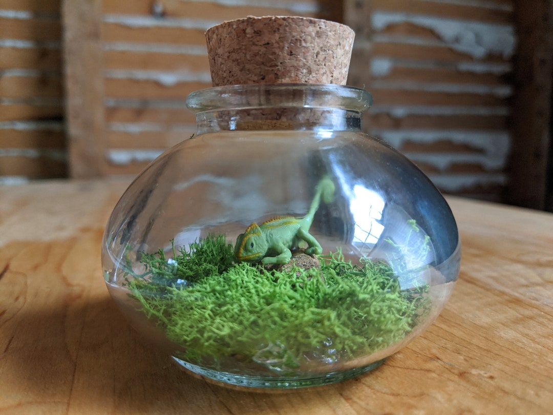 Miniature Chameleon Terrarium by Sbmathieu Etsy