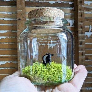 Miniature Belted Galloway Terrarium by SBMathieu