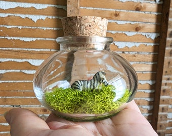 Miniature Zebra Terrarium by SBMathieu