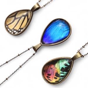 Nature jewelry Real Butterfly necklace Real butterfly jewelry Monarch butterfly necklace Taxidermy butterfly Blue Morpho Sunset moth bug