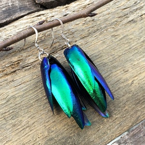 Real Beetle wing earrings Insect earrings Beetle earrings Real bug earrings Jewel beetle wing jewelry Insect wing earrings image 1