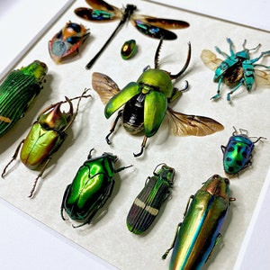 May include: A framed display of ten iridescent green and blue beetles and a dragonfly. The beetles are arranged in a grid pattern on a white background.