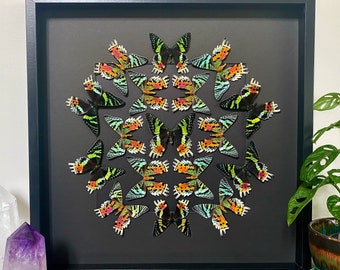 Real framed butterfly collection Framed sunset moth Framed butterfly art Framed butterfly specimens Butterfly taxiderm art Real butterflies
