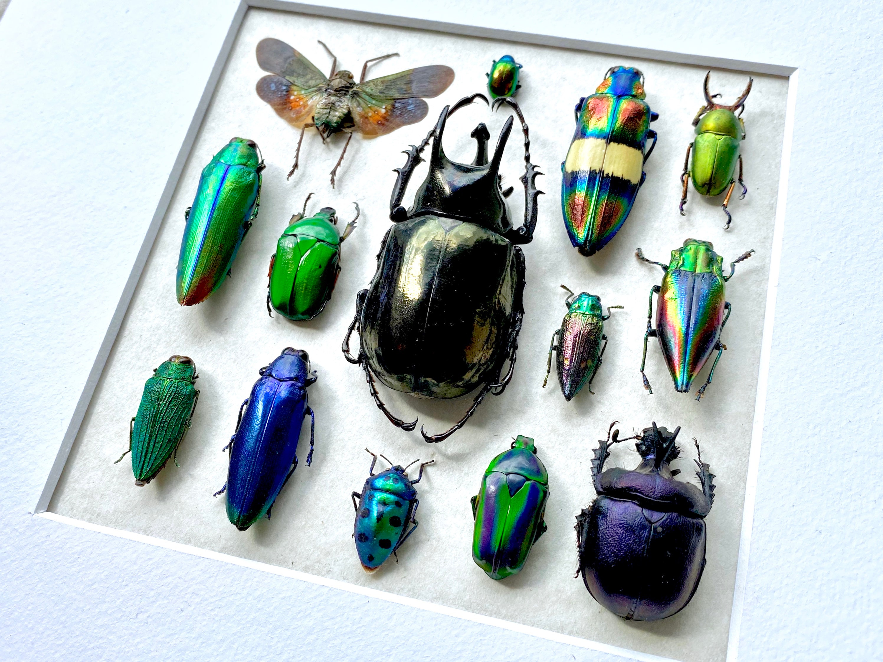 Framed Insect Taxidermy Oddities and Curiosities Framed Wall Art Real ...