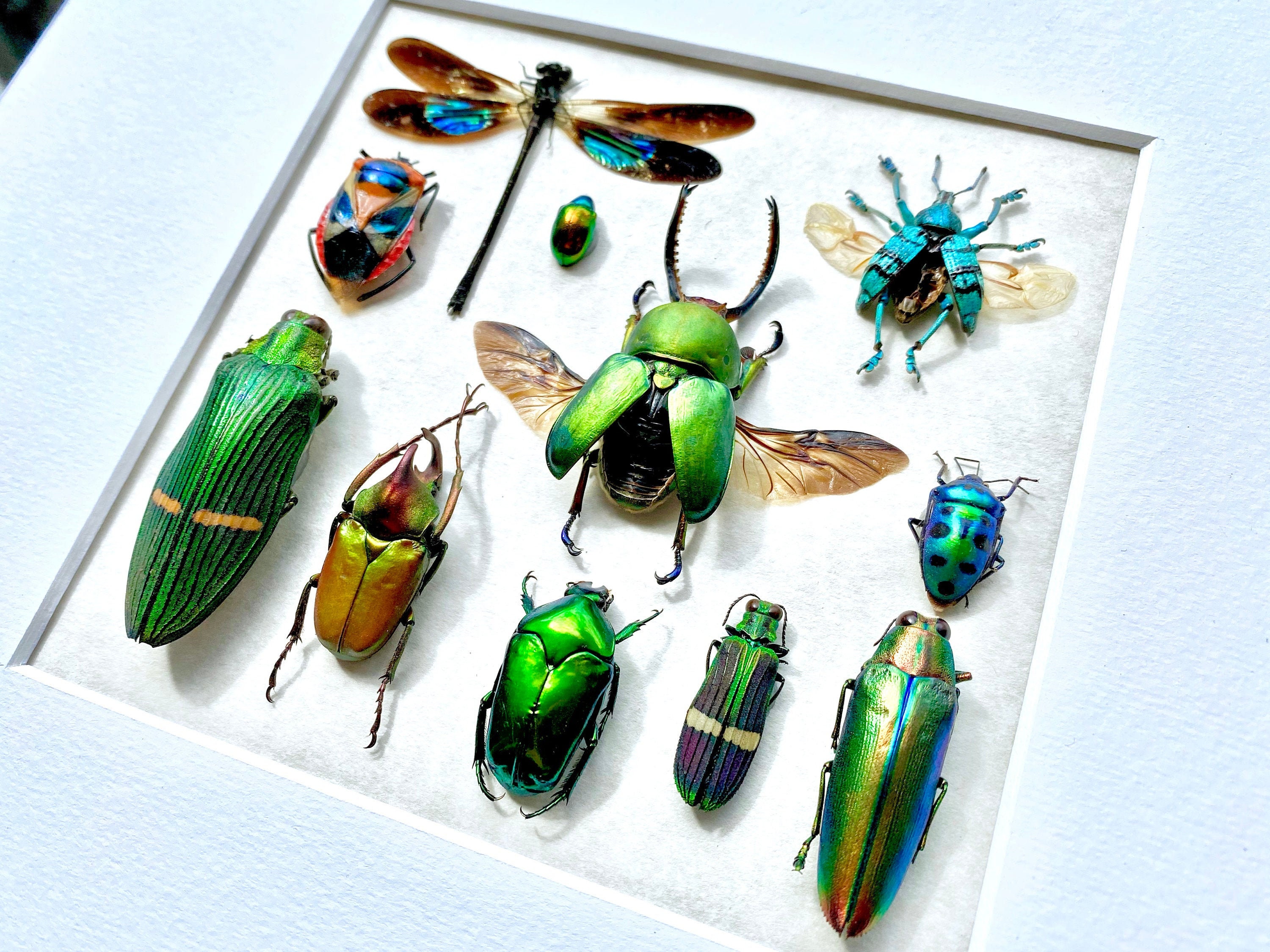 Framed Taxidermy Insects Oddities and Curiosities Real Insect Taxidermy ...