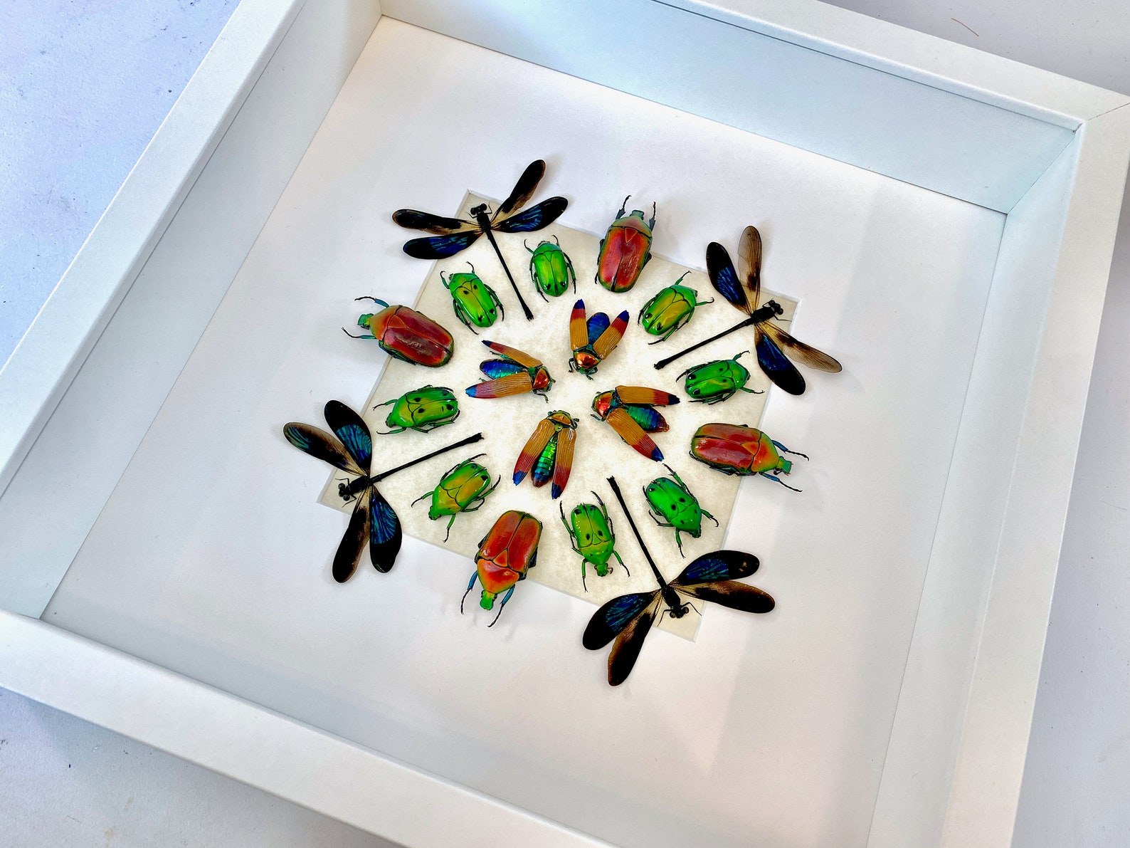 Real Insect Art Framed Insect Taxidermy Bugs Framed Beetle Art Insect ...