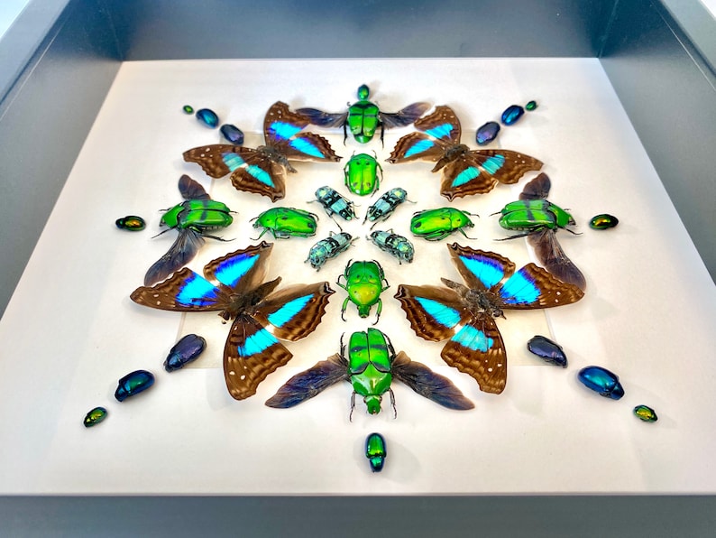 May include: A framed art piece featuring a symmetrical arrangement of green and blue beetles and butterflies. The insects are displayed on a white background with a black frame.