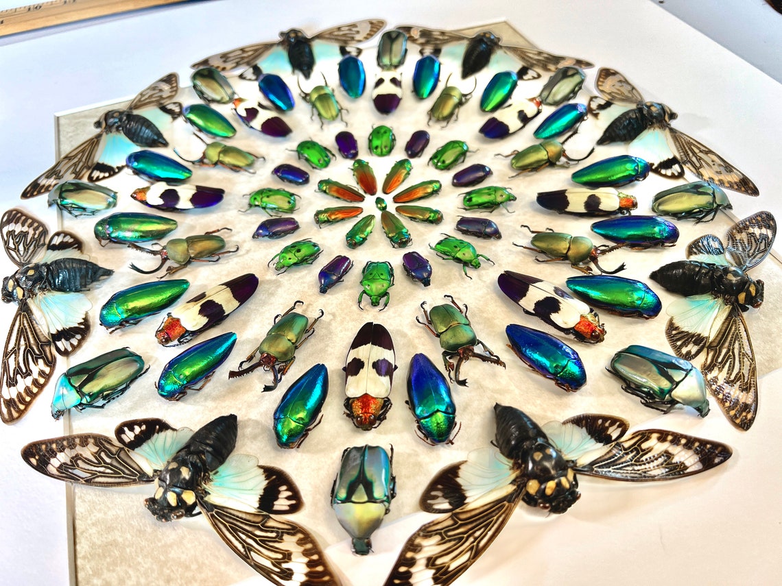 Real Insect Taxidermy Art Large Framed Wall Art Mixed Media Etsy