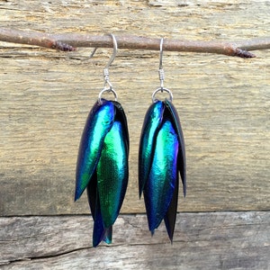 Real Beetle wing earrings Insect earrings Beetle earrings Real bug earrings Jewel beetle wing jewelry Insect wing earrings image 5