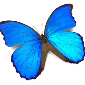 Real butterfly wing necklace 1920s necklace Art Deco necklace Flapper necklace Vintage style jewelry 1920s jewelry Blue morpho butterfly image 2