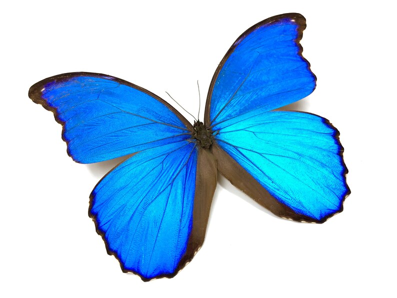 Real butterfly wing necklace 1920s necklace Art Deco necklace Flapper necklace Vintage style jewelry 1920s jewelry Blue morpho butterfly image 2