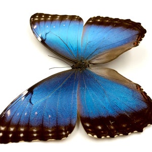 K&ouml;nnte beinhalten: Ein gro&szlig;er blauer Morpho-Schmetterling mit dunkelbraunen Markierungen und wei&szlig;en Flecken auf seinen Fl&uuml;geln. Der Schmetterling ist mit ausgebreiteten Fl&uuml;geln ausgebreitet.