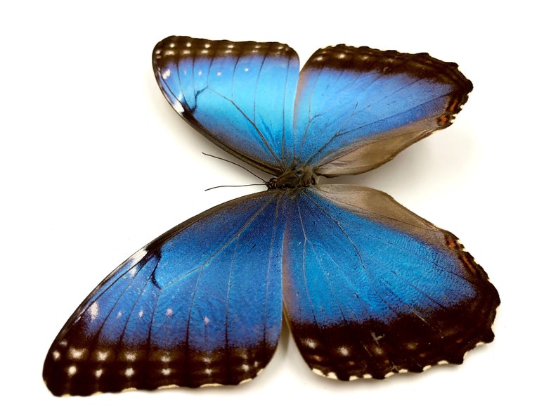 K&ouml;nnte beinhalten: Ein gro&szlig;er blauer Morpho-Schmetterling mit dunkelbraunen Markierungen und wei&szlig;en Flecken auf seinen Fl&uuml;geln. Der Schmetterling ist mit ausgebreiteten Fl&uuml;geln ausgebreitet.