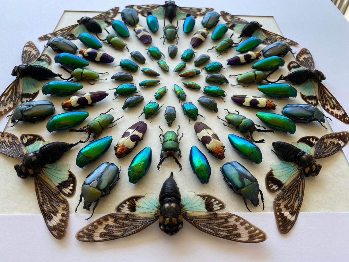 Real insect taxidermy art Large framed wall art Mixed media Etsy