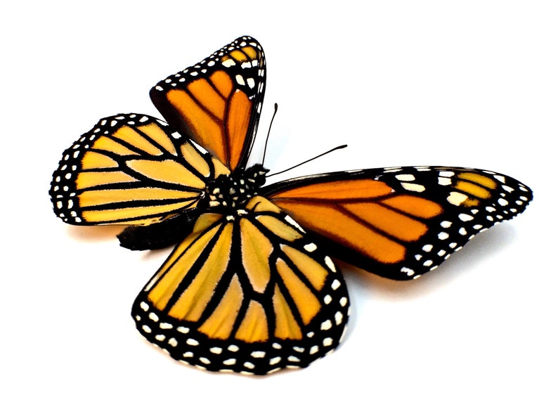 Real Butterfly Wing butterfly wing taxidermy jewelry Monarch Butterfly statement necklace gifts for her insect pendant