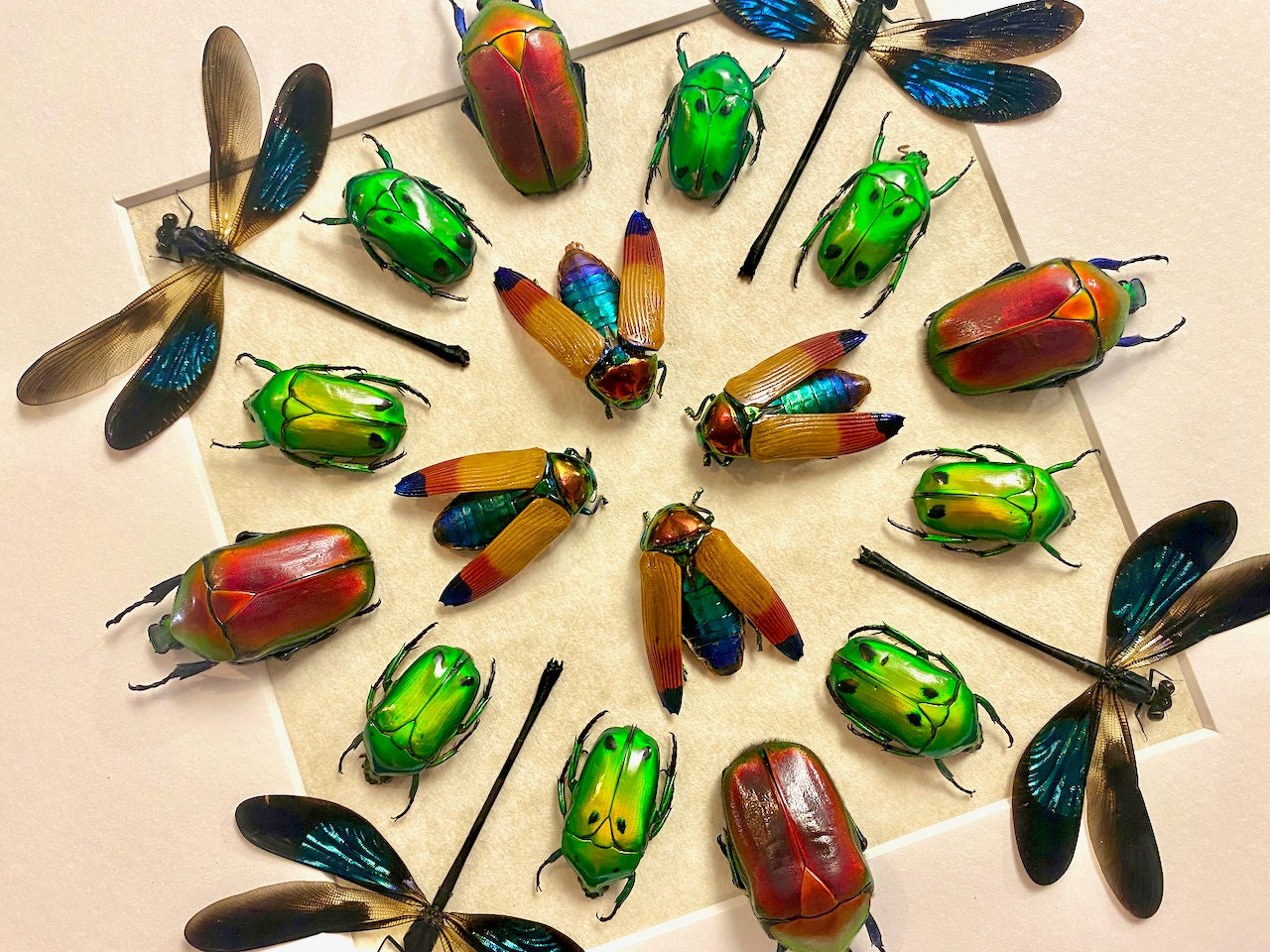 Real Frog Legged Leaf Beetles Taxidermy Set - 5 Sagra Beetles In 3D Wooden Display Box