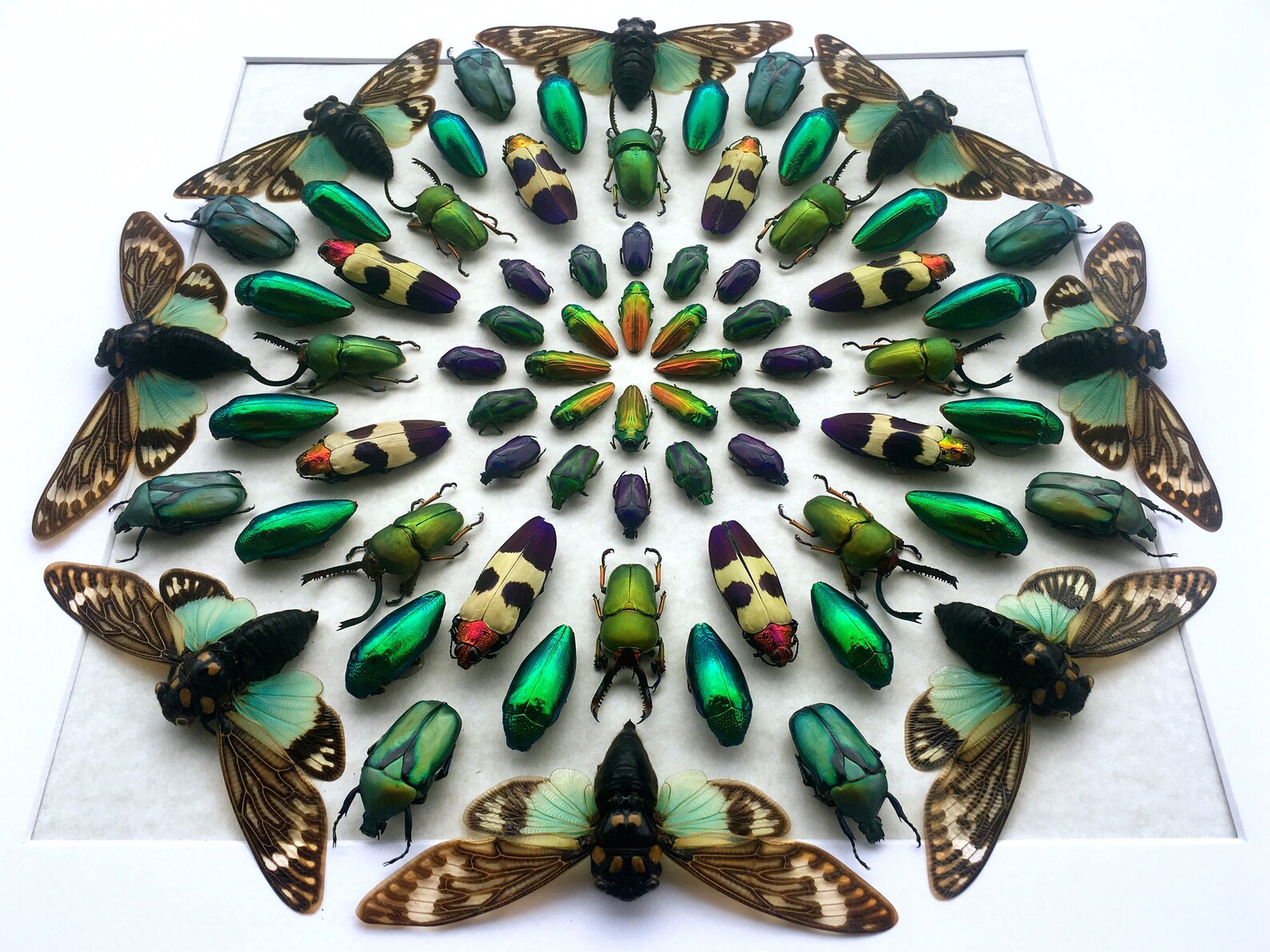 Real insect taxidermy art Large framed wall art Mixed media Etsy