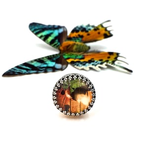 May include: A silver ring with a round, colorful butterfly wing design. The ring is set against a white background.