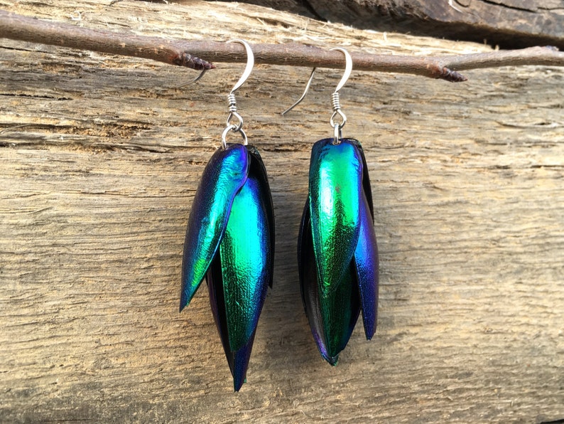 Real Beetle wing earrings Insect earrings Beetle earrings Real bug earrings Jewel beetle wing jewelry Insect wing earrings image 4