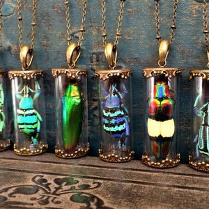 Real beetle necklace Unique jewelry Terrarium necklace Witch necklace Pressed flower necklace Unique gift Insect taxidermy jewelry Bug gifts