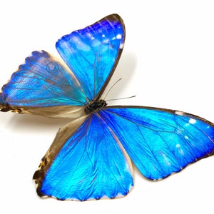 Peut inclure: Un grand papillon morpho bleu aux ailes iris&eacute;es, un corps brun et des marques noires. Le papillon est d&eacute;ploy&eacute; avec ses ailes ouvertes.