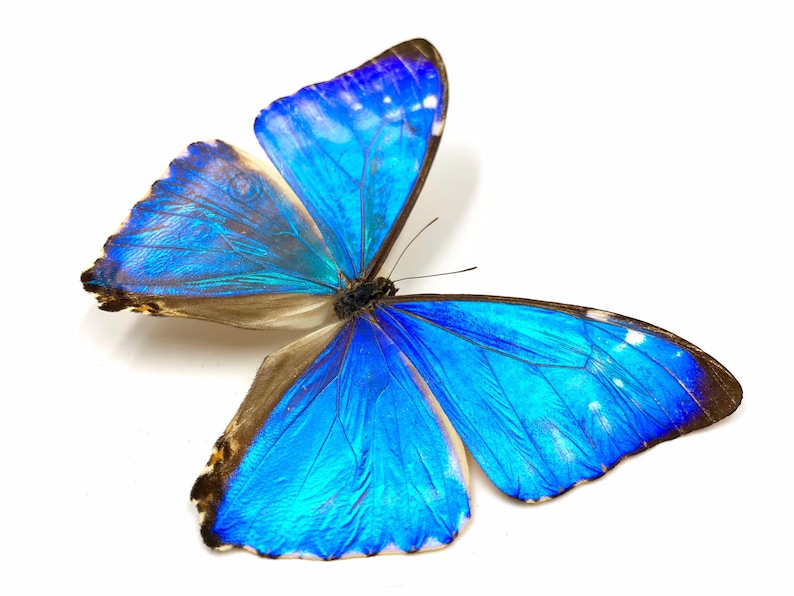 Peut inclure: Un grand papillon morpho bleu aux ailes iris&eacute;es, un corps brun et des marques noires. Le papillon est d&eacute;ploy&eacute; avec ses ailes ouvertes.