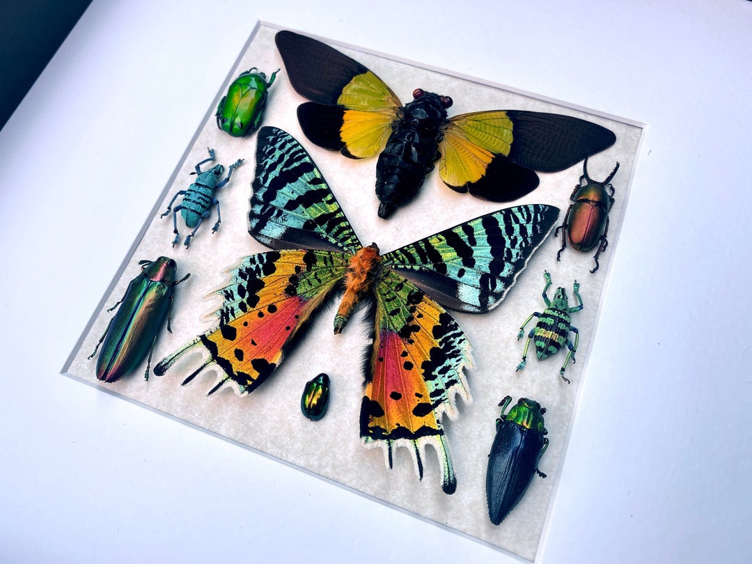 Insects Frame Real Insect Collection Framed Butterfly Art Framed Insect Taxidermy Bug ...