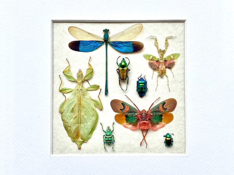 Real Insect Taxidermy Art Dragonfly Taxidermy Oddities and Etsy