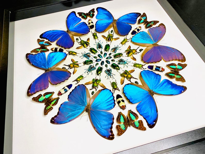 Real Framed Butterfly Wall Art Real Butterfly Framed Taxidermy Etsy