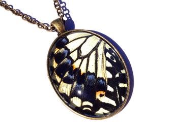 Real Butterfly Specimen Bereavement gift for women Earthy necklace pet Bereavement Jewelry Memorial necklace Swallowtail butterflies