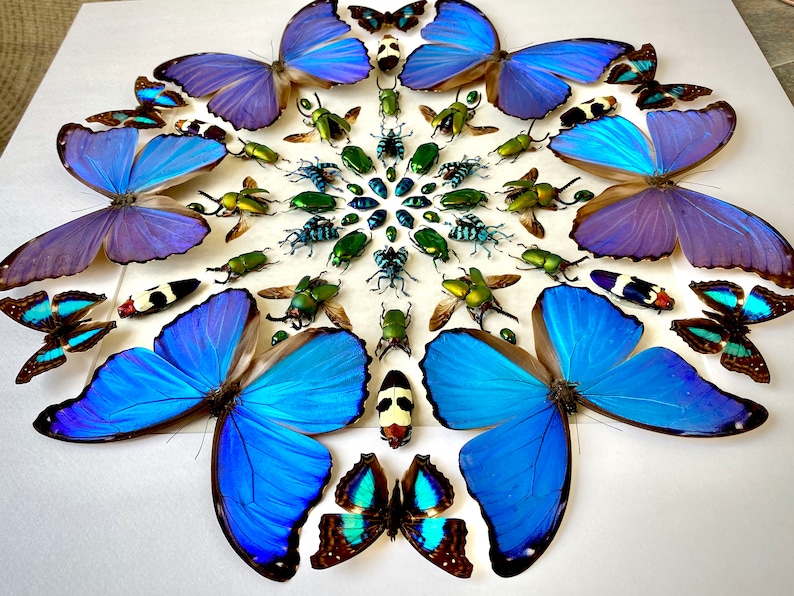 Real Framed Butterfly Wall Art Real Butterfly Framed Taxidermy Etsy