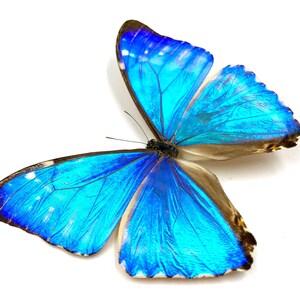 Puede incluir: Una mariposa morpho azul con alas iridiscentes, una especie com&uacute;n que se encuentra en Am&eacute;rica Central y del Sur.