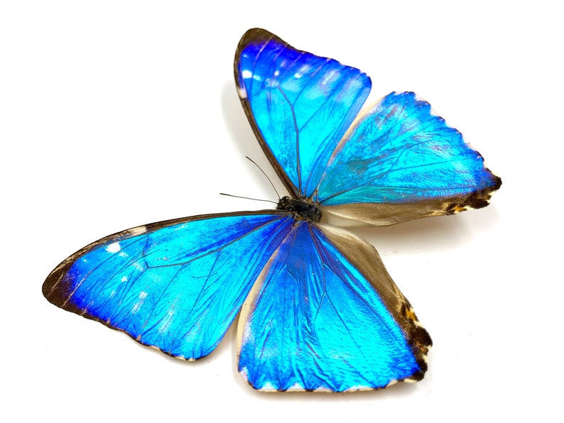 Puede incluir: Una mariposa morpho azul con alas iridiscentes, una especie com&uacute;n que se encuentra en Am&eacute;rica Central y del Sur.