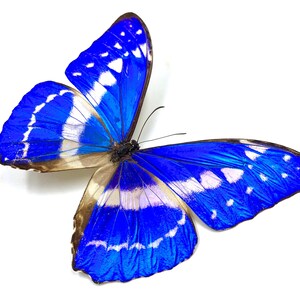 Op de afbeelding: Een levendige blauwe vlinder met witte en bruine accenten. De vleugels van de vlinder vertonen een opvallend patroon van blauw, wit en bruin, met ingewikkelde details. De vlinder staat tegen een effen witte achtergrond.
